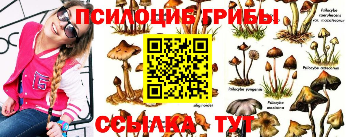 Псилоцибиновые грибы Psilocybine cubensis Саянск